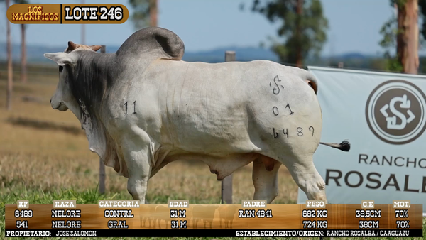 Lote LOTE 246 - VIVO