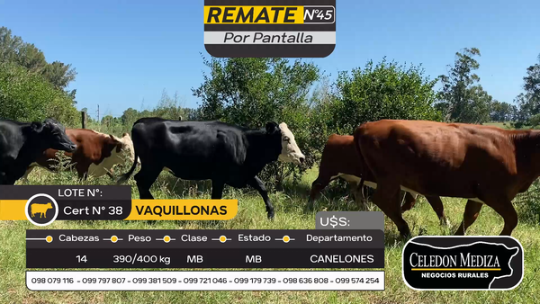 Lote 14 Vaquillonas  en Otra Localidad, Canelones