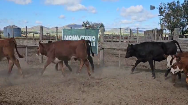 Lote 71 Terneros