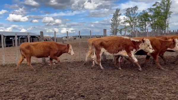 Lote Vacas Preñadas