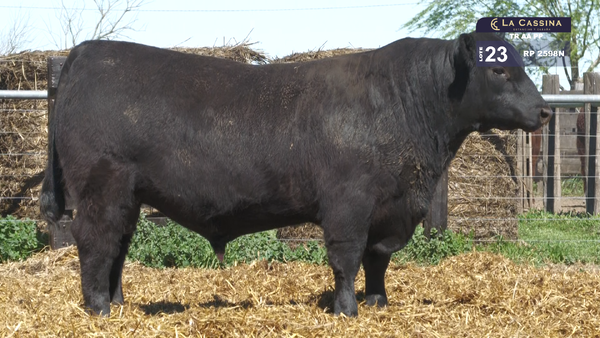 2598N — TOROS ABERDEEN ANGUS PP