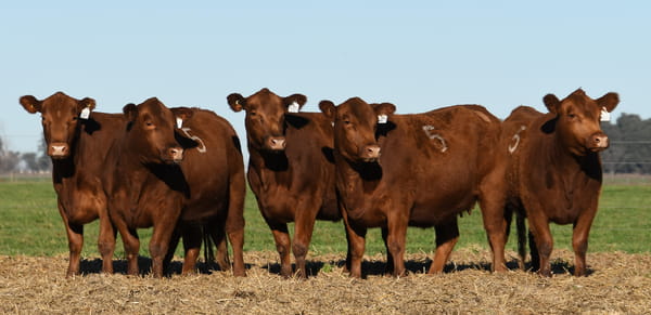 Lote VAQUILLONAS ANGUS PC PARICION PRIMAVERA