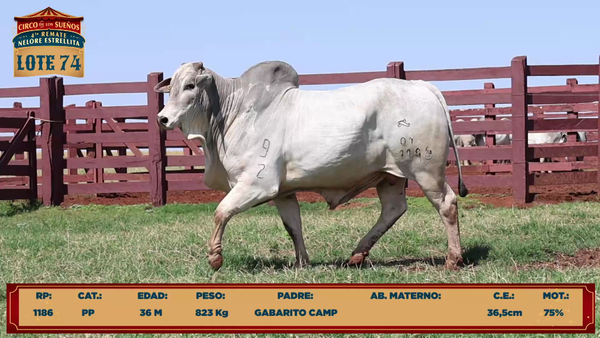 Lote LOTE 74