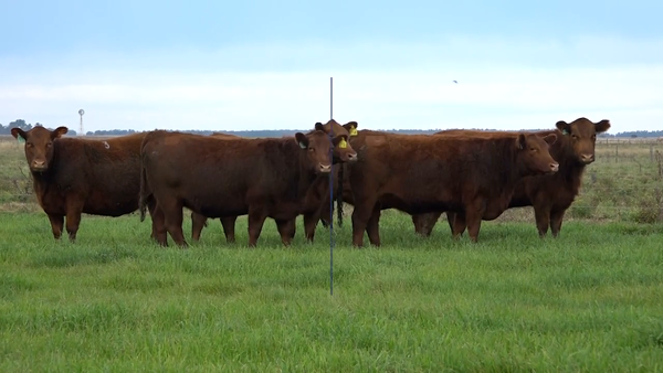 Lote VAQUILLONAS MaS