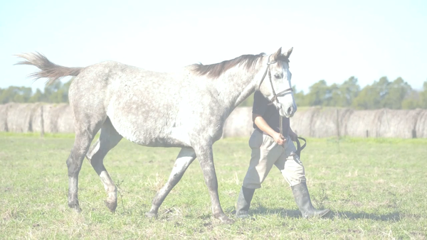 Lote SANDUNGA DREAM (SANTILLANO -  SUCH A DREAM) Preñez por RIDE A COMET