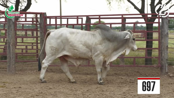 Lote Brahman