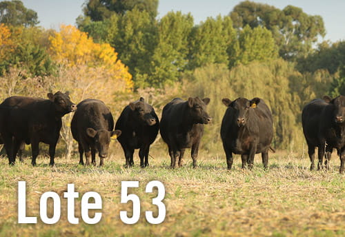 Lote 3 VACAS PREÑADAS PURAS DE PEDIGREE