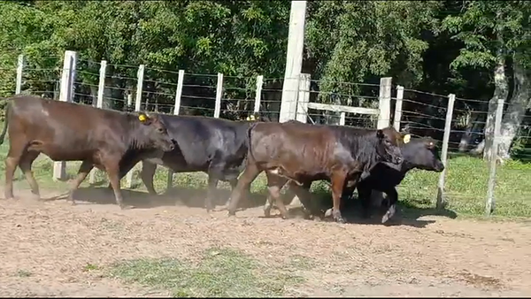 Lote VAQUILLONAS GORDAS