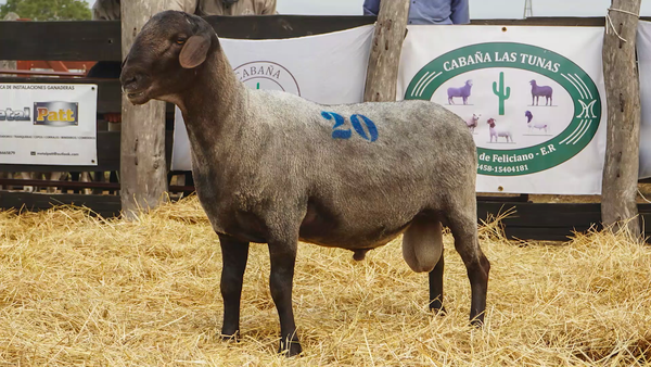 Lote SANTA INES MACHO