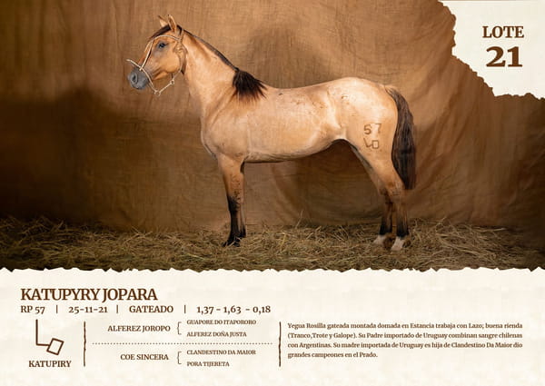 Lote KATUPYRY JOPARA