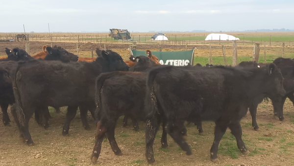 Lote 43 Terneras en Chivilcoy