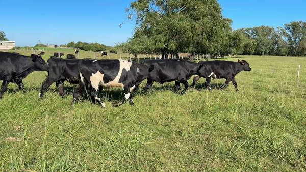 Lote NOVILLOS 1 a 2 AÑOS