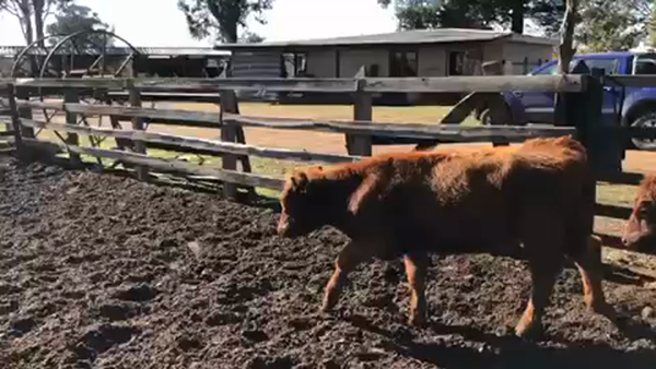 Lote 55 Ternera en XVI Región Ñuble, San Carlos