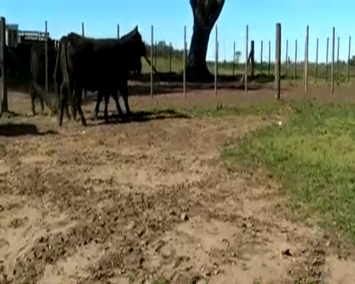 Lote 6 Vaquillonas MAS preñadas en Daireaux, Buenos Aires