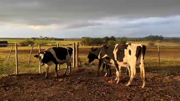 Lote 2 vacas y 2 vaquillonas