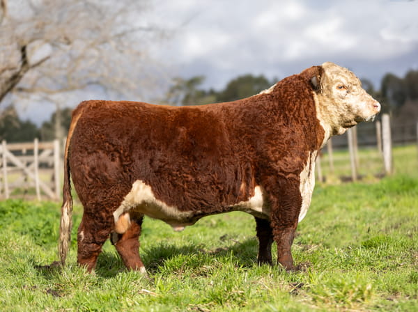 Lote Toros PP