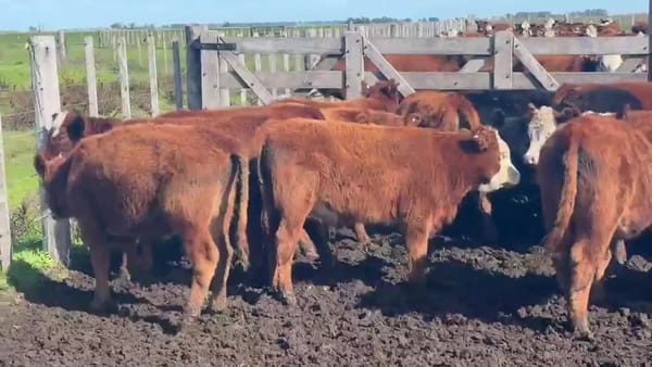 Lote Machos - Necochea Bs As