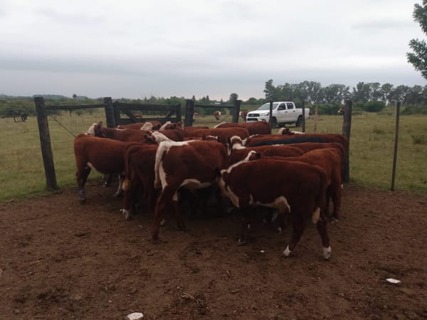 Lote SAENZ VALIENTE, BULLRICH Y Cia. S.A.