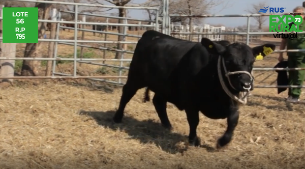 Lote VAQ BRANGUS REG. DEFINITIVO