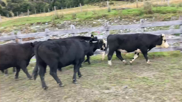 Lote 40 Novillo Engorda en Chile Chico, XI Región Aysén