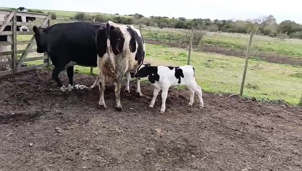 Lote 2 Vaca 450kg - , San José