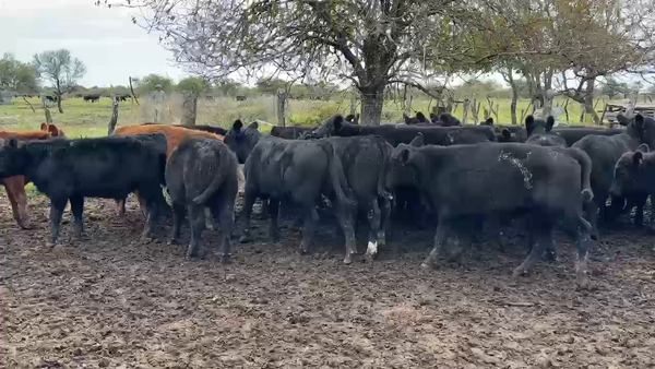 Lote 70 Terneros
