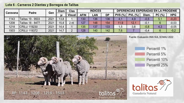 Lote Lote 6 - TALITAS