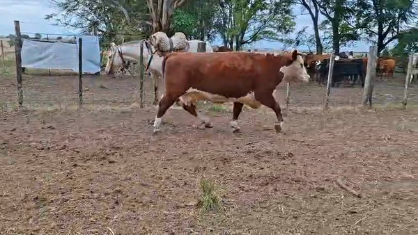 Lote VACAS INVERNAR
