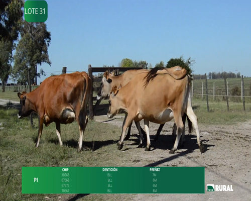 Lote VACAS SECAS PREÑADAS