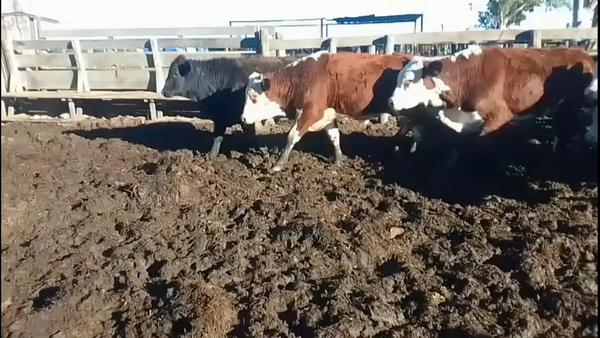 Lote 31 Terneros Cruza en Sunchales, Santa Fe