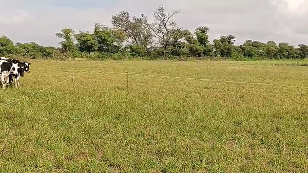 Lote 29 Terneras Holando Argentino en Col. Aldao, Santa Fe