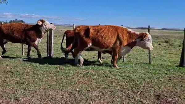 Lote VACAS INVERNAR