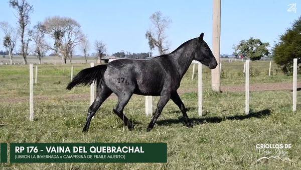 Lote VAINA DEL QUEBRACHAL