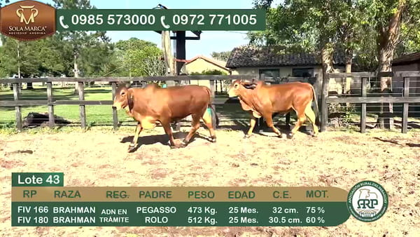 Lote 2 Toros BRAHMAN, Ñeembucú