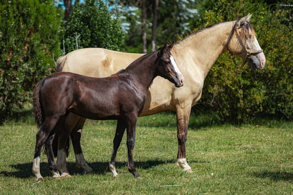 Lote Tobogan No Me Voy