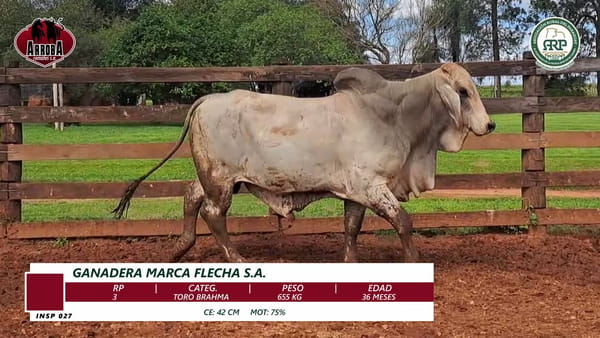 Lote TORO BRAHMAN