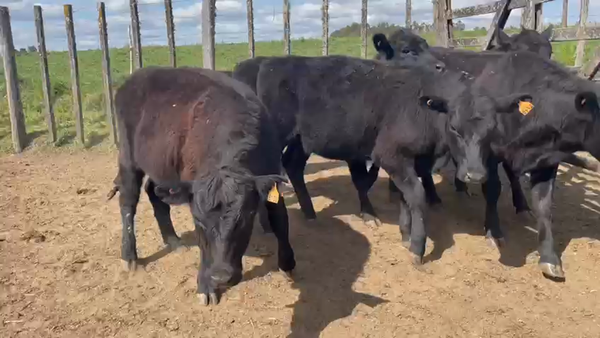 Lote 6 Terneras ANGUS 220kg - , San José