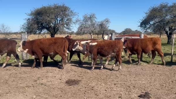 Lote 16 Terneros en Corrientes, Curuzú-Cuatiá