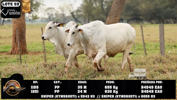 Lote LOTE 59