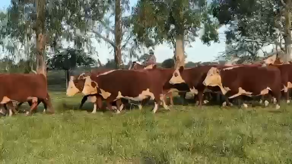 Lote 32 Vacas CUT preñadas