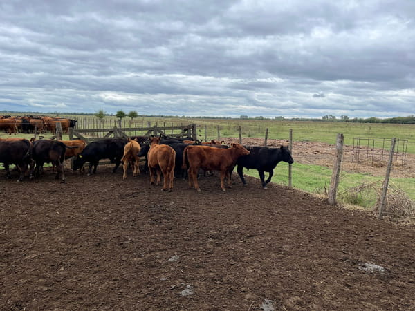 Lote 18 TERN. MACHOS, NAVARRO, BS. AS.