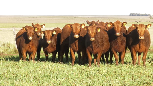 Lote LA LEGUA: VAQ.  ANGUS COLORADAS  P. CONTROLADAS C/GTÍA DE PREÑEZ