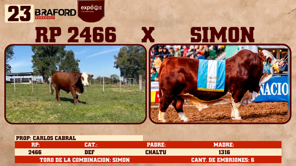 Lote LOTE 23