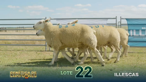 Lote LOTE 22