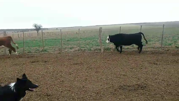 Lote 65 Terneras en La Pampa, Conhelo