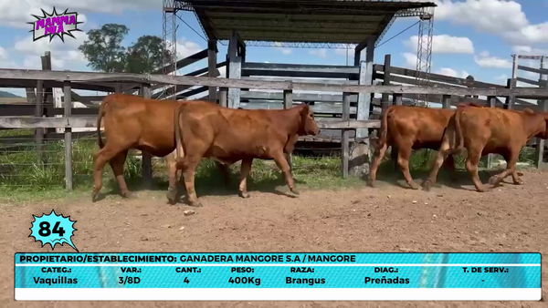 Lote LOTE 84- EN VIVO