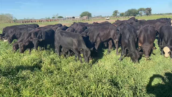 Lote 95 Terneros en Pirané, Formosa