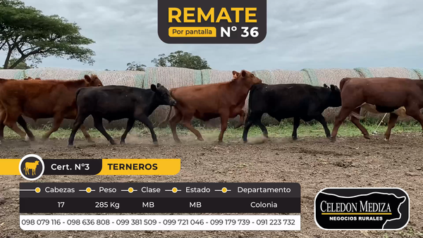 Lote 17 Terneros en Tarariras, Colonia