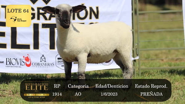 Lote LOTE 64