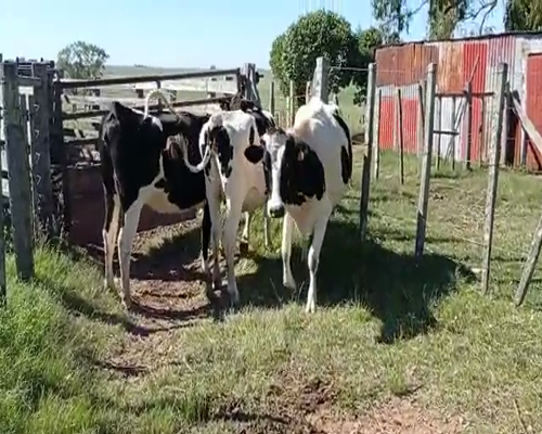 Lote 3 Vaquillonas  HOLANDO 500kg - , San José